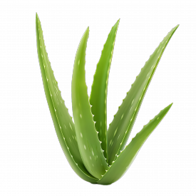 Aloe Vera Gel Decolorized 1X